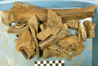 6 Středověké zvířecí kosti z vrstvy 08, 340x229, 20.54 KB