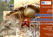 Pavouci Kyjovska.jpg