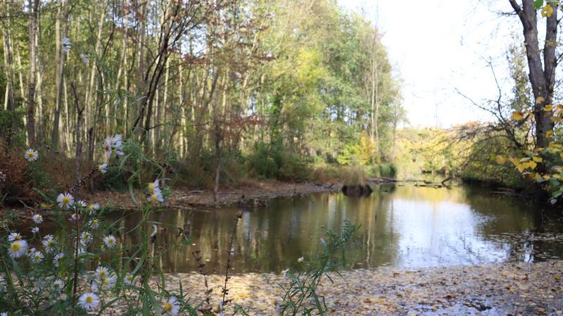 Jedno z ramen řeky, 800x449, 82.61 KB