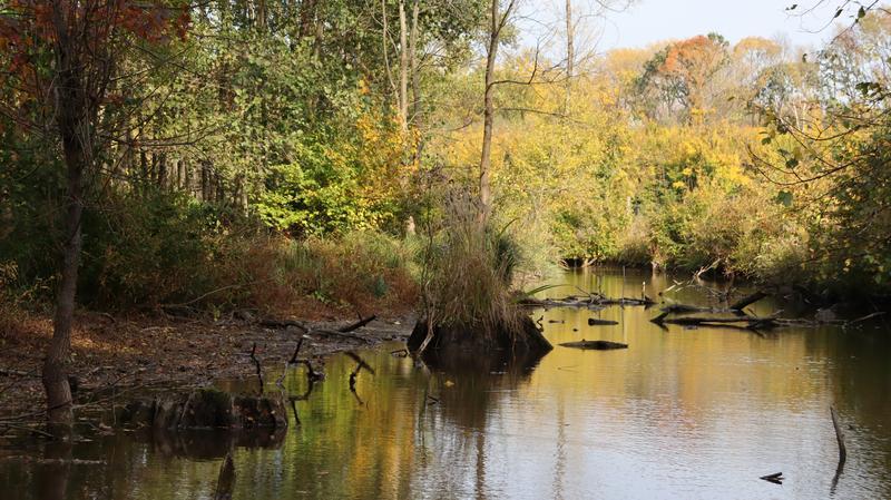 Vody lužního lesa, 800x449, 90.93 KB