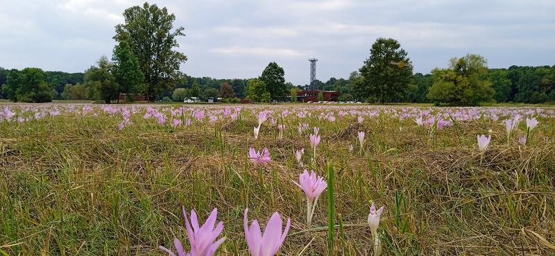 Loď v moři ocúnů. Copyright © Slovanské hradiště v Mikulčicích, 800x369, 81.36 KB
